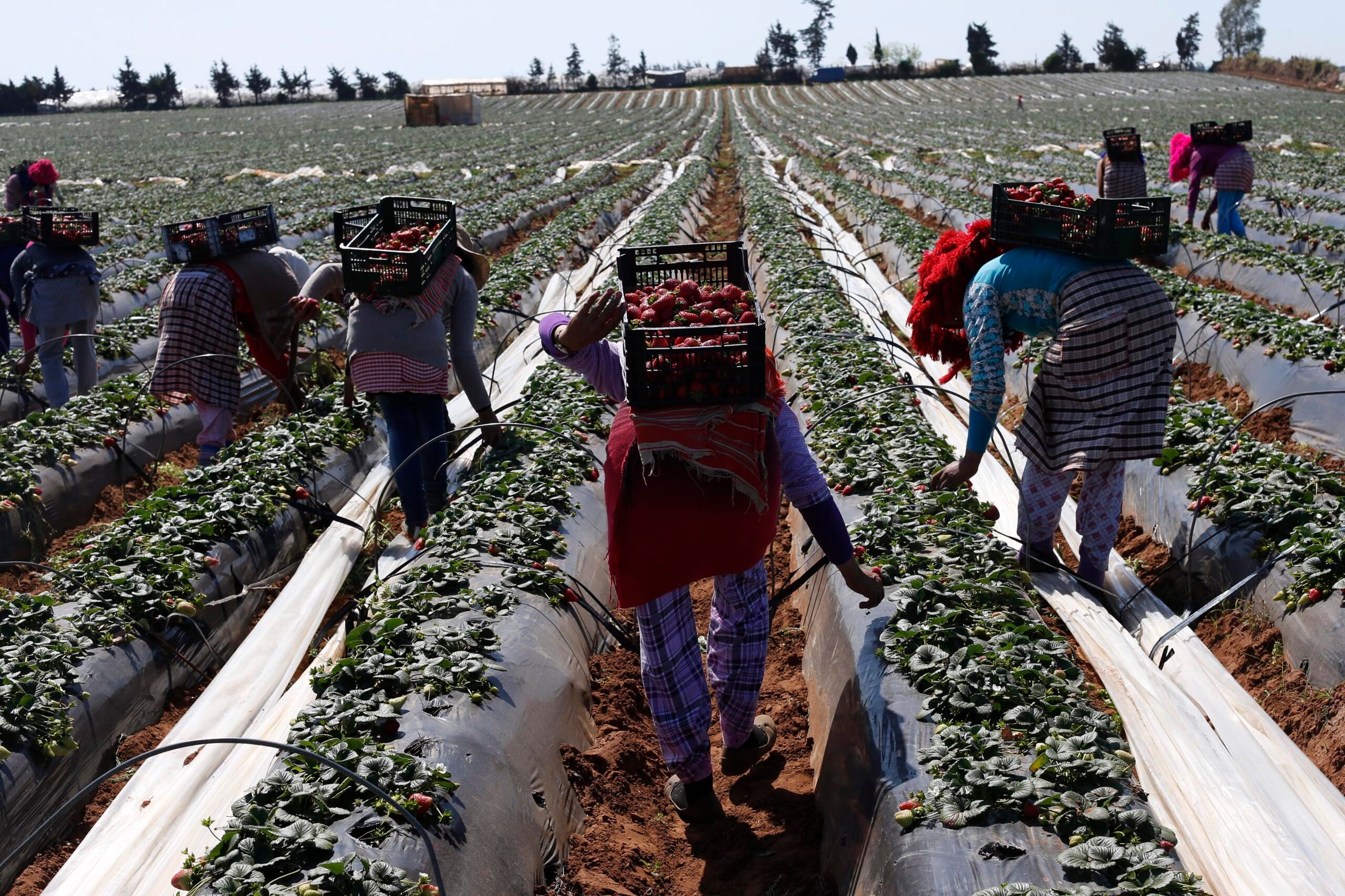 Farmers pick strawberries for export on a farm in Morocco's Kenitra province