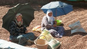 Turkey hazelnut growers
