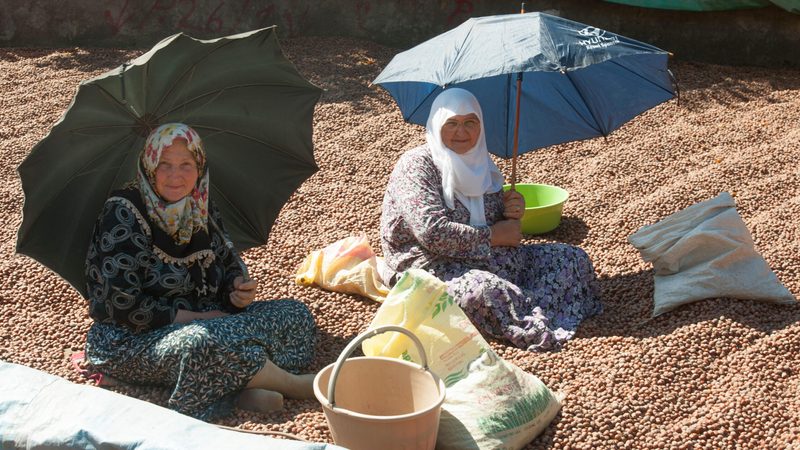 Turkey hazelnut growers