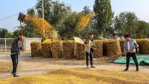 Corn harvest on a farm in Handan, northern China's Hebei province. The GCC could learn from Beijing's strategy to stockpile grain and shield against price shocks