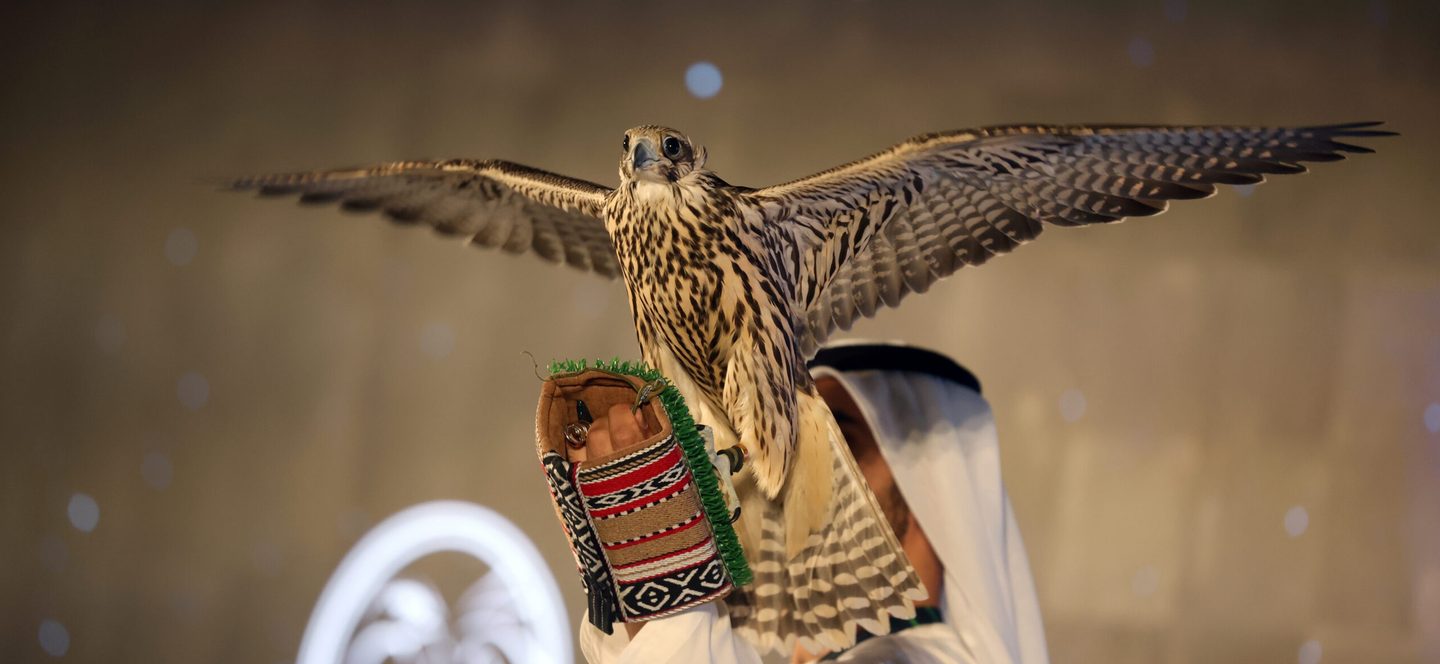 Animal, Bird, Vulture