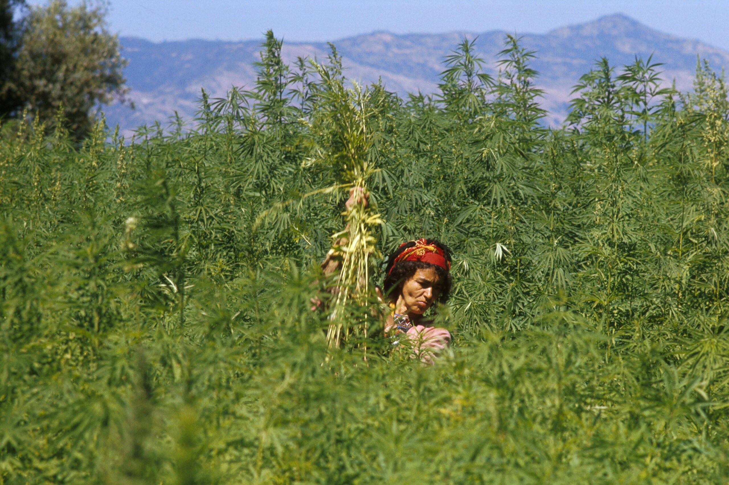 Morocco cannabis