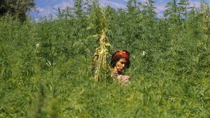 Morocco cannabis