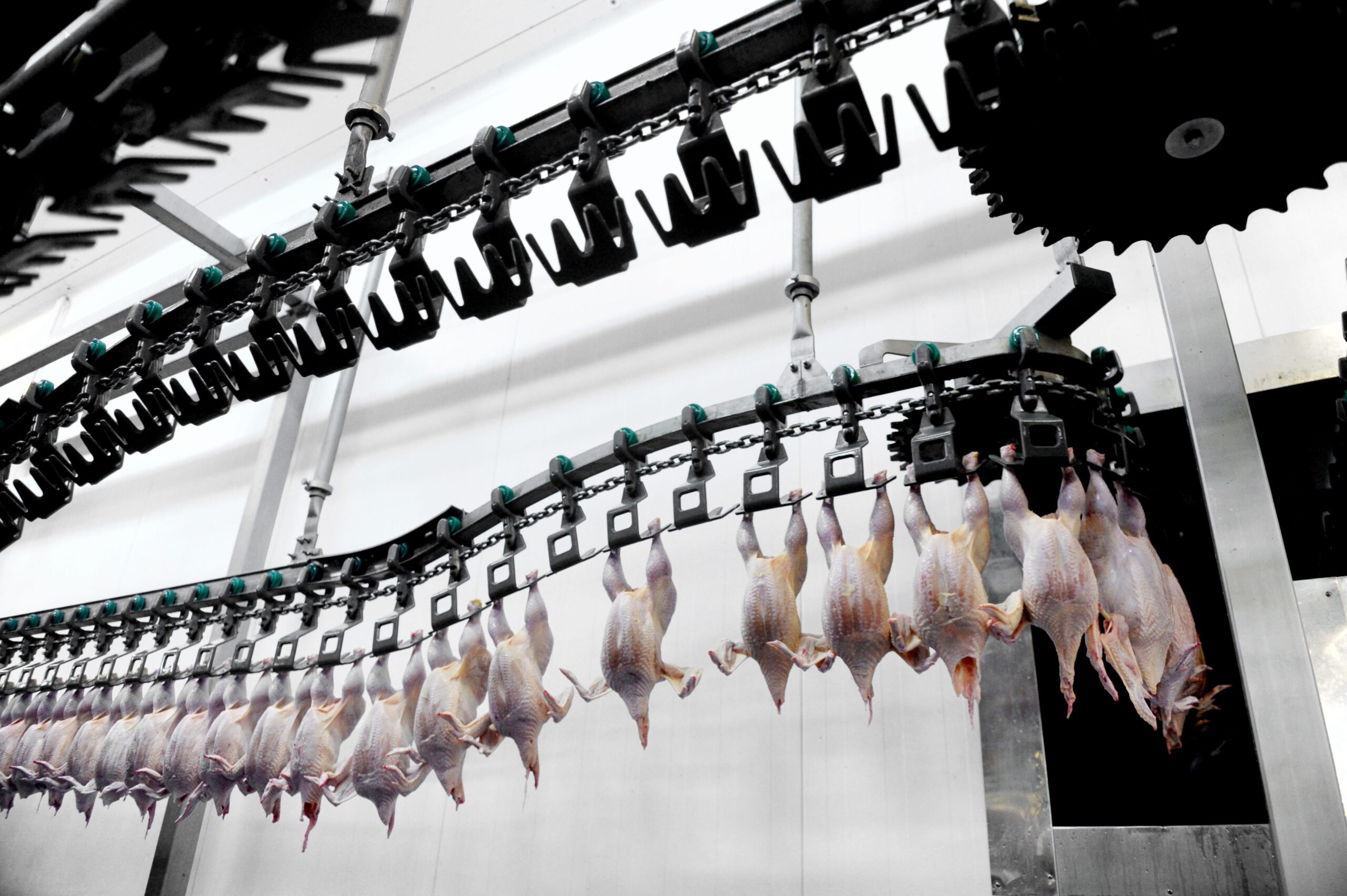 Salic MHP chicken processing