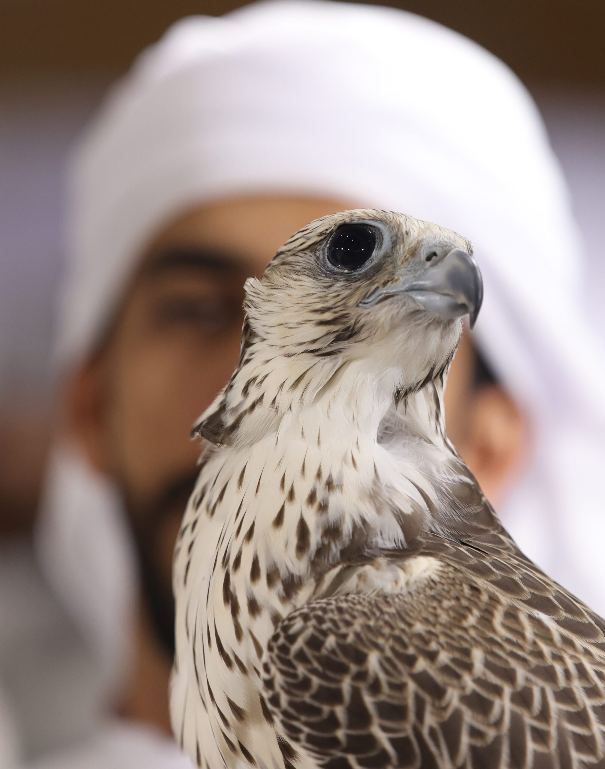 In competition, falcons are judged on criteria such as plumage, head and body details, and health