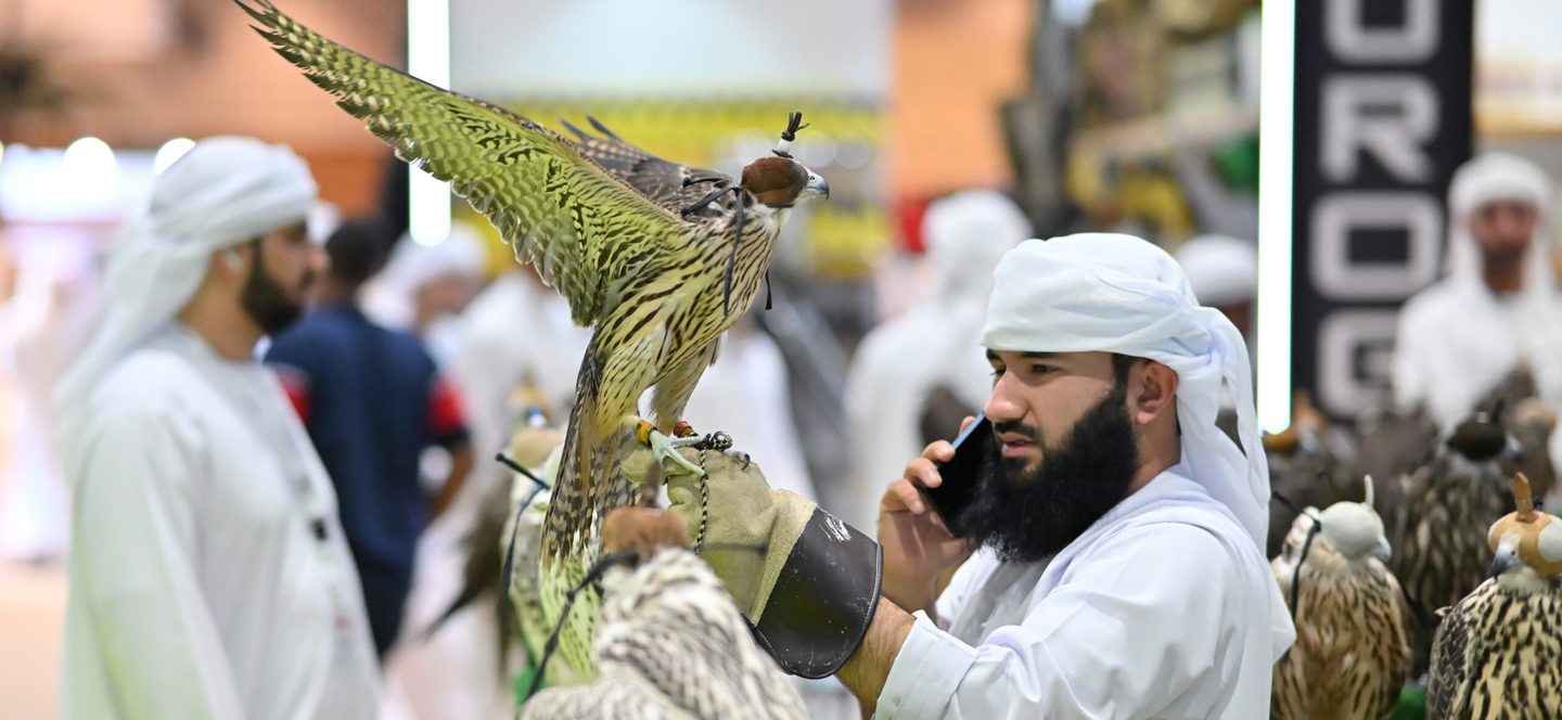 UAE falcons falconry