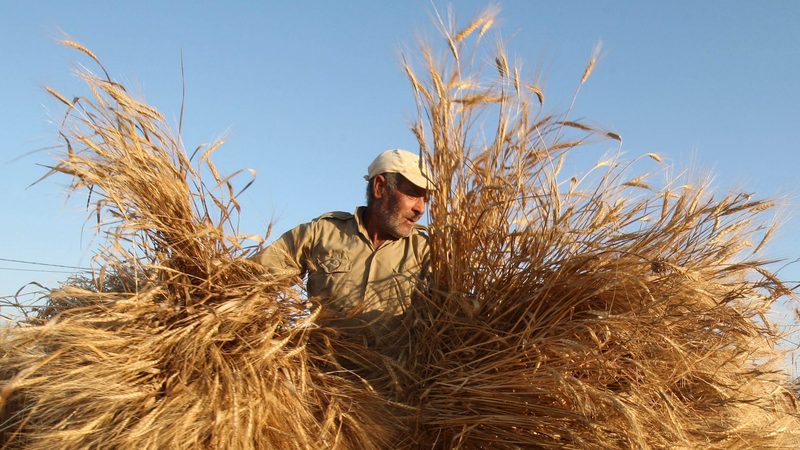 A farmer harvests wheat in Houla village, southern Lebanon; the Lebanese government estimates that the war in the south will affect 30 percent of agricultural output for several years to come