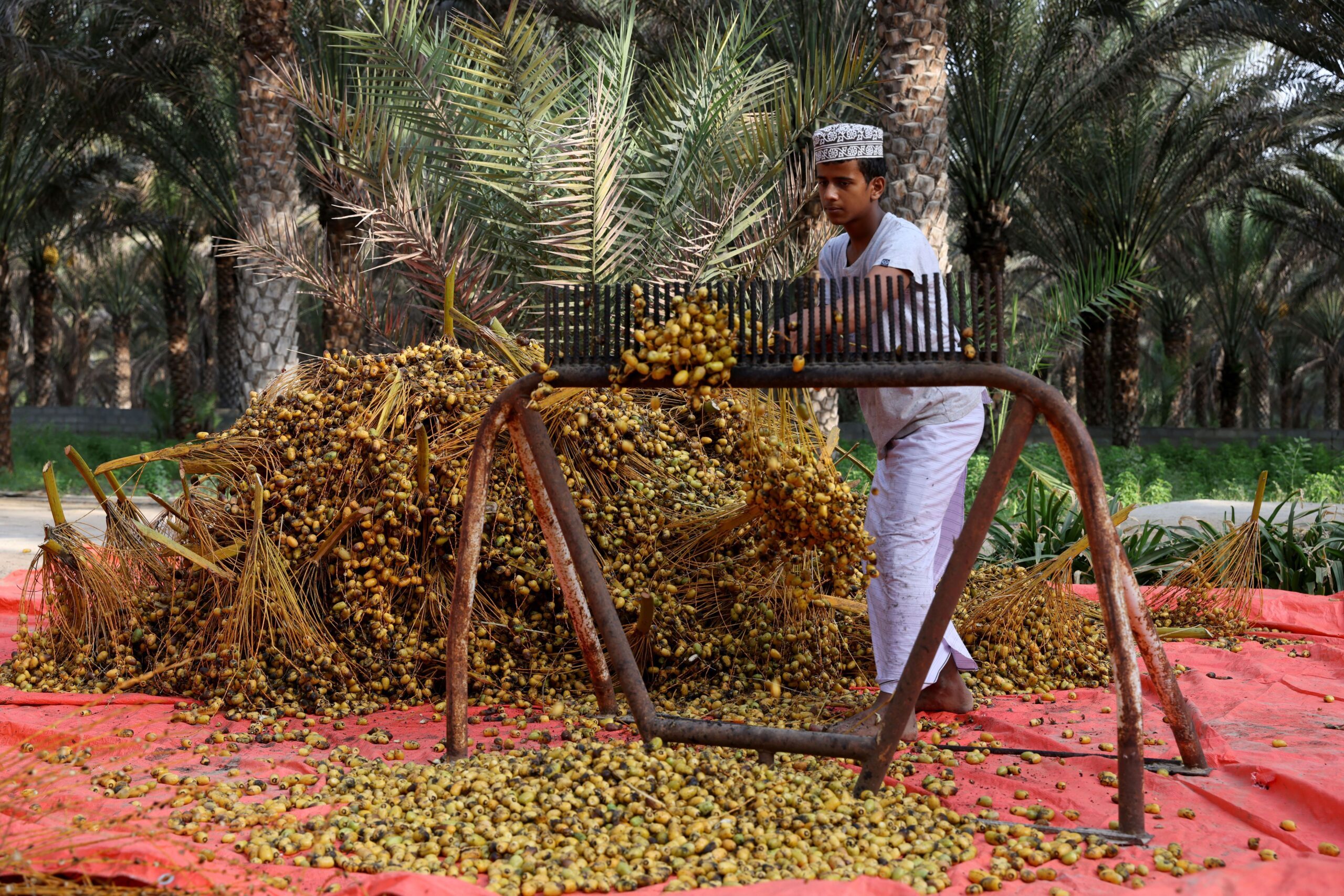 An Omani date farmer. Agriculture was up almost 10 percent in Q2, contributing to GDP growth