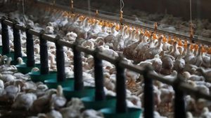 Saudi company Entaj has an annual bird capacity of 185 million following an expansion project completed in the first quarter of 2024