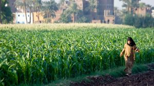 A farm in Luxor. Egypt's agricultural exports have grown consistently year on year
