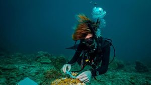 UAE dollar bond DP World diver working on coral