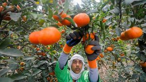 A man harvests oranges. Jordan's exports to Qatar nclude consumer and food products, such as fresh and processed foods, vegetables and fruits