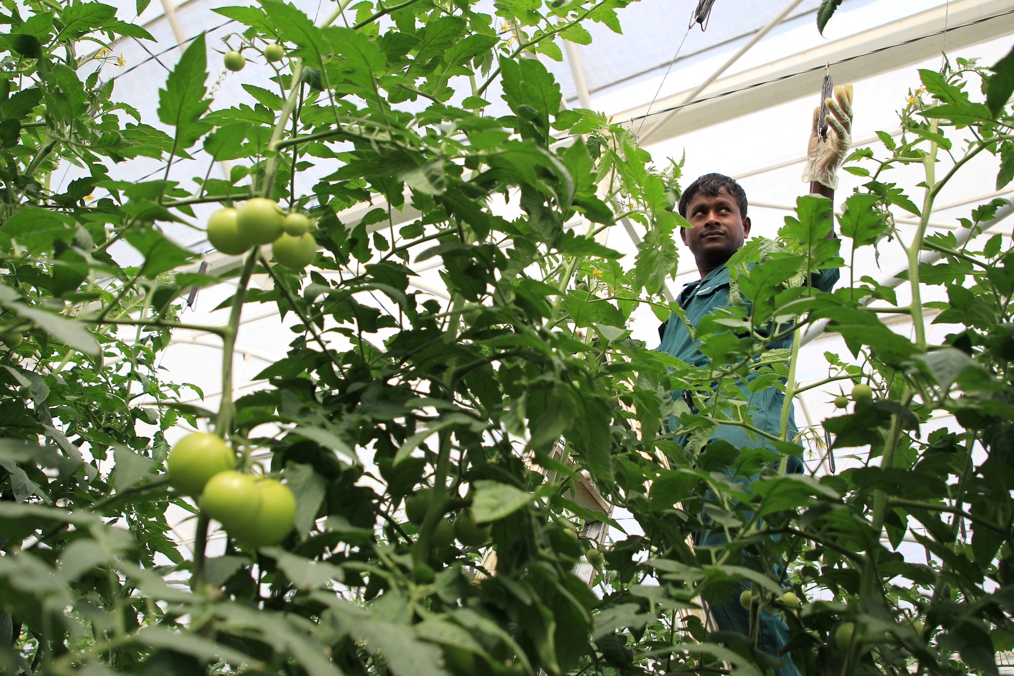 Garden, Nature, Outdoors A worker inspects tomatoes in a greenhouse in Al-Khor, north of Doha, Qatar 