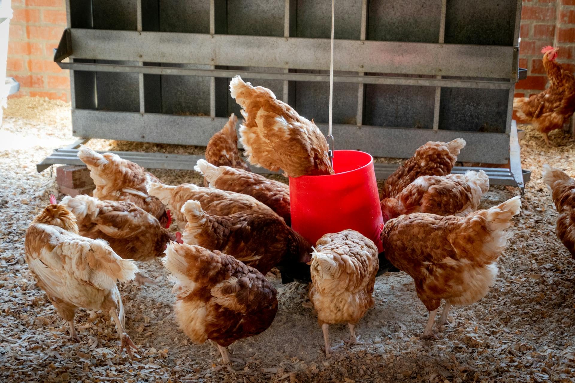 Almarai intends to increase its poultry output 450 million birds by 2027