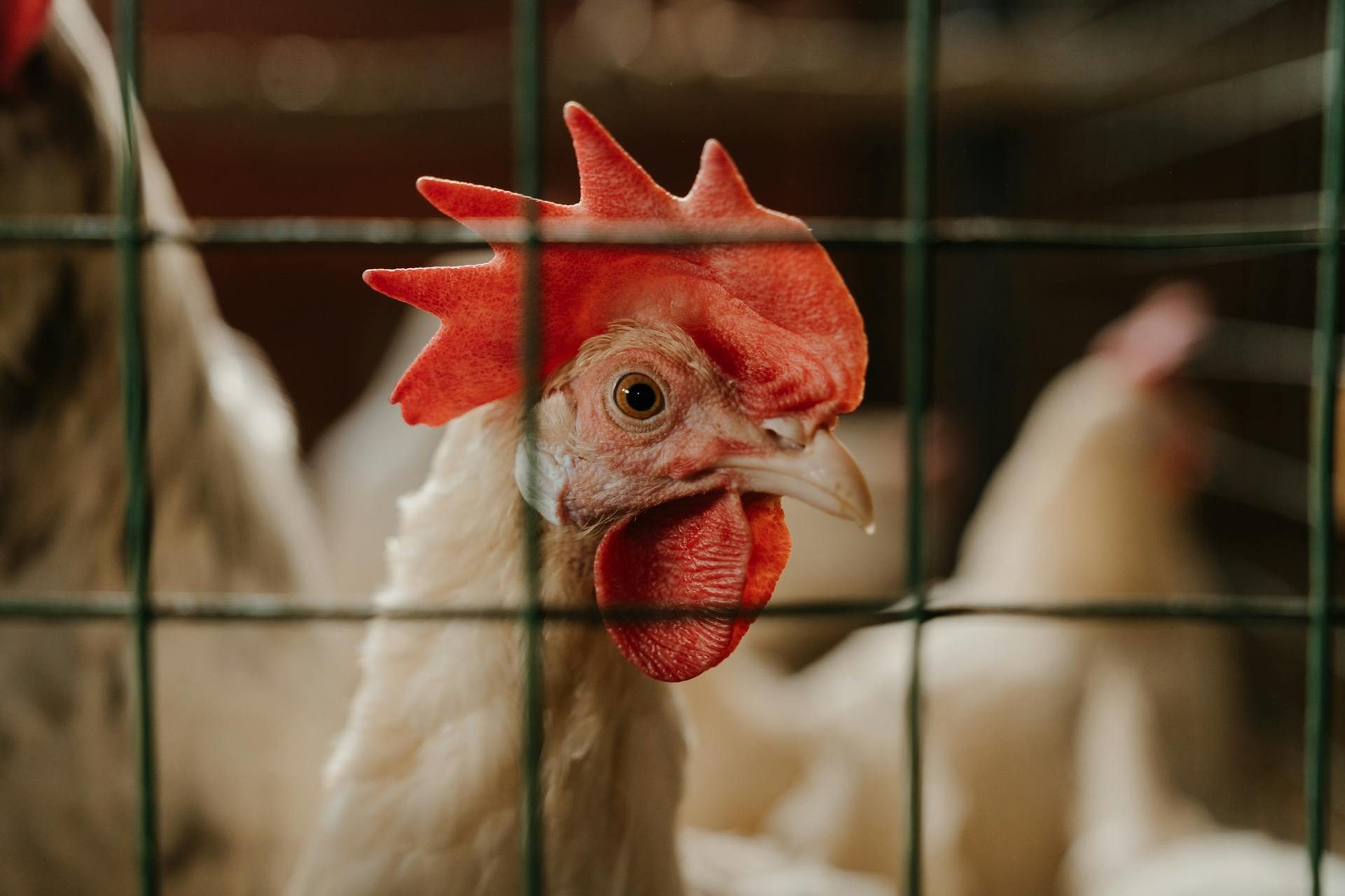 Entaj produces various poultry products, including fresh, frozen and cut-up chicken and is listing on Tadawul
