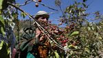 A farmer harvests coffee beans in Haraz, Yemen. The Arabian Peninsula has a rich history of coffee production