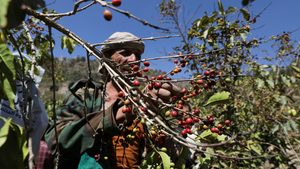 A farmer harvests coffee beans in Haraz, Yemen. The Arabian Peninsula has a rich history of coffee production