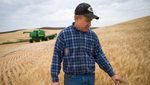 A wheat farmer in Washington state, US, inspects his crop at harvest time. A trade war between China and the US could create new opportunities for the GCC