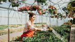 Turkey has more than 6,000 hectares devoted to cultivating flowers and plants, including extensive greenhouses