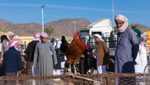Saudi people in the bird and poultry market, Najran Province, Najran, Saudi Arabia