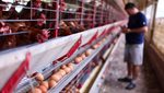 An egg farm in Brazil. Saudi Arabia wants to reduce its reliance on imported foods