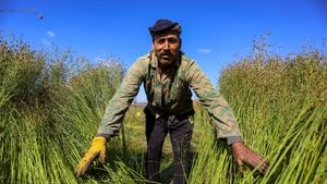 An Egyptian farmer harvesting flax, which the country exports. Shifting trade patterns could result in more foreign direct investment