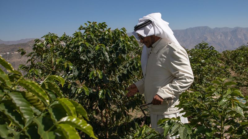 A Saudi farmer in a coffee plantation. Saudi chain Barn's launched in 1992 and operates 850 coffee shops in the Middle East, with 600 in the kingdom