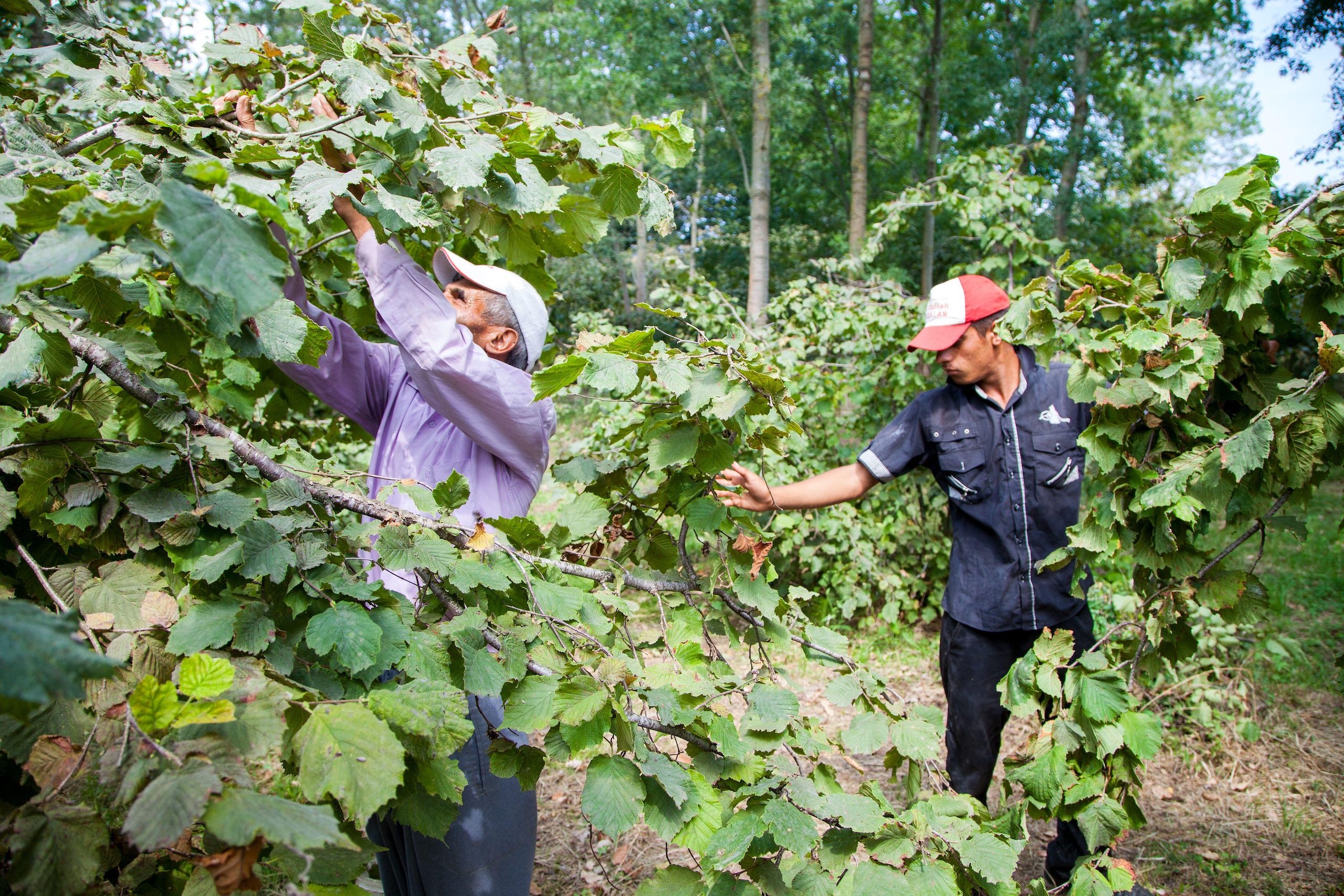 Workers pick hazelnuts in Ordu on the Black Sea coast. Turkey provides 75% of international supply and much of the crop is used to make chocolate