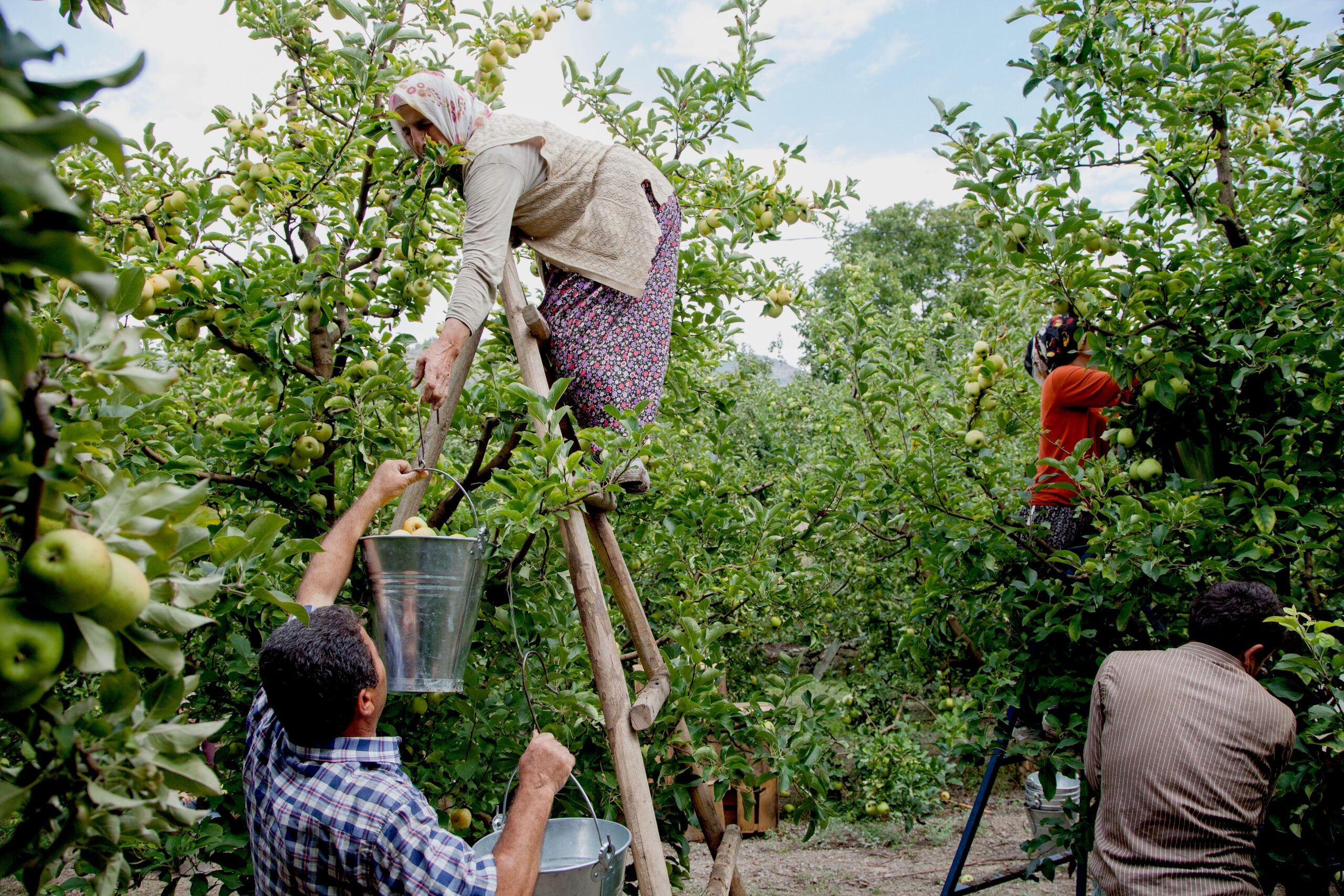 Farmers harvesting apples in Amasya, Turkey. Both frosts and drought have hit the agricultural sector