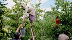 Farmers harvesting apples in Amasya, Turkey. Both frosts and drought have hit the agricultural sector