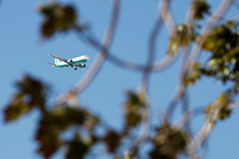 Animal, Bird, Flying