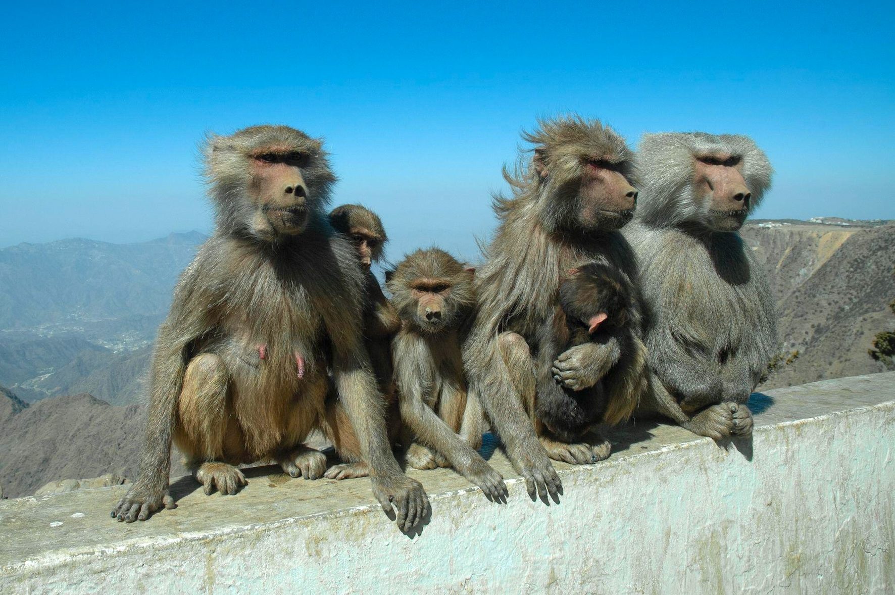 Mountain baboons in Aseer. Many of the tourists who visit the province are family groups