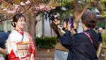 April 6, 2025, Tokyo, Japan: A woman wearing Japanese kimono poses for a pictures under the cherry blossoms in full bloom at Ueno Park in Tokyo. Cherry blossoms in full bloom at Tokyo's Ueno Park attract large crowds on a sunny Saturday. Around 800 trees, including the peak-blooming Somei Yoshino variety, create a stunning spring spectacle. (Credit Image: © Rodrigo Reyes Marin/ZUMA Press Wire)