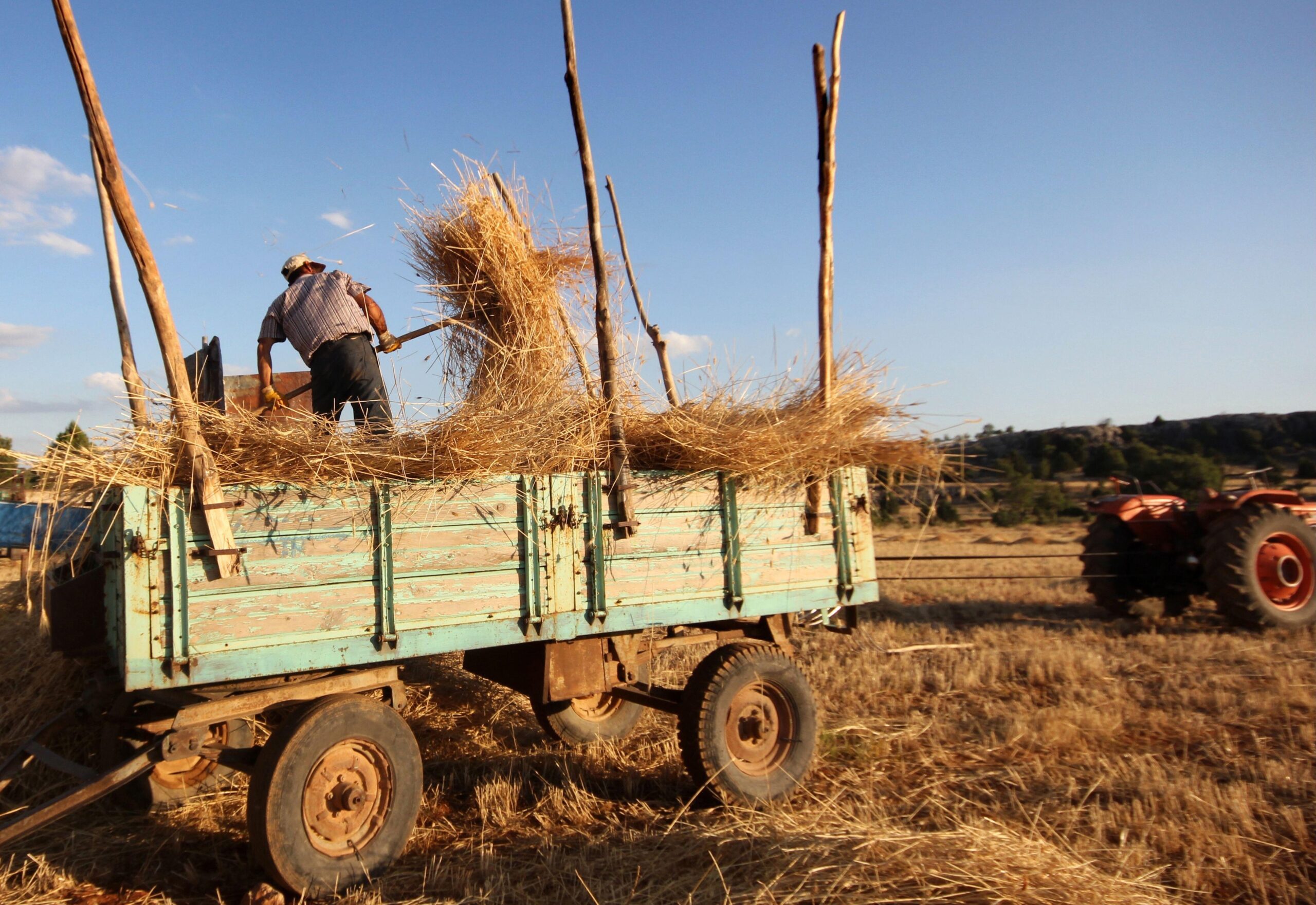 A farmer in Konya, Turkey. Drought has forced some growers to harvest early and use the unmatured grain as animal fodder