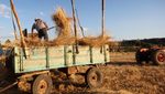 A farmer in Konya, Turkey. Drought has forced some growers to harvest early and use the unmatured grain as animal fodder