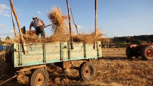 A farmer in Konya, Turkey. Drought has forced some growers to harvest early and use the unmatured grain as animal fodder
