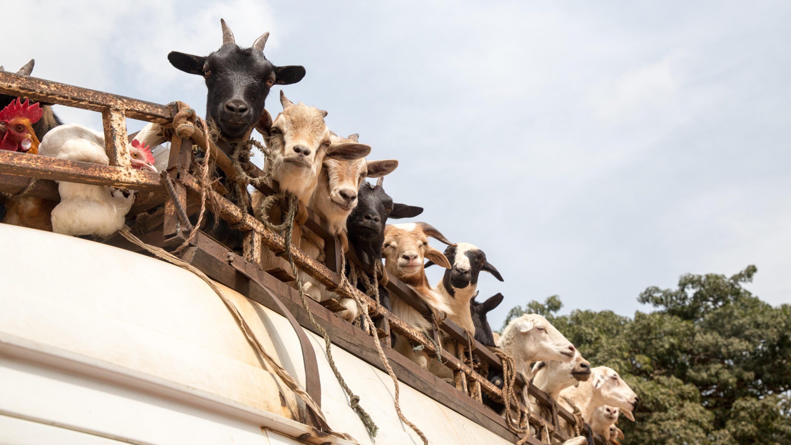 Gulf animal imports: With traditional suppliers like Australia stepping back and costs increasing, African exporters and Gulf self-sufficiency projects are increasingly filling the demand for Middle East livestock