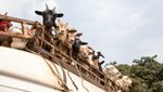 Gulf animal imports: With traditional suppliers like Australia stepping back and costs increasing, African exporters and Gulf self-sufficiency projects are increasingly filling the demand for Middle East livestock