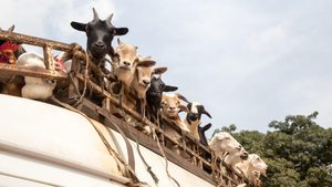 Gulf animal imports: With traditional suppliers like Australia stepping back and costs increasing, African exporters and Gulf self-sufficiency projects are increasingly filling the demand for Middle East livestock
