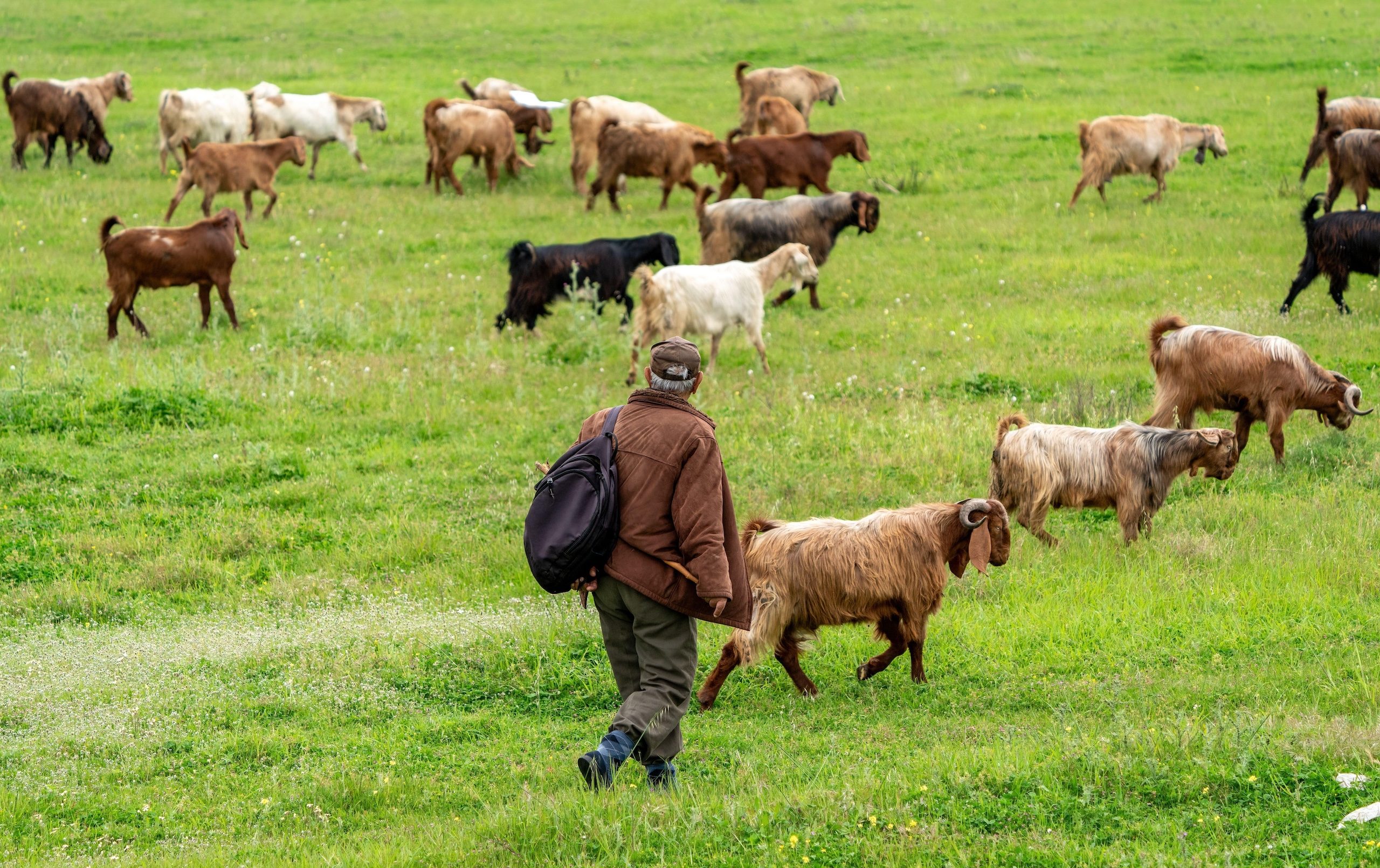 A goat herder in Antalya province. Turkey's statistics agency has reported double-digit falls in all main categories of meat production in 2024