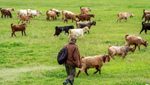 A goat herder in Antalya province. Turkey's statistics agency has reported double-digit falls in all main categories of meat production in 2024
