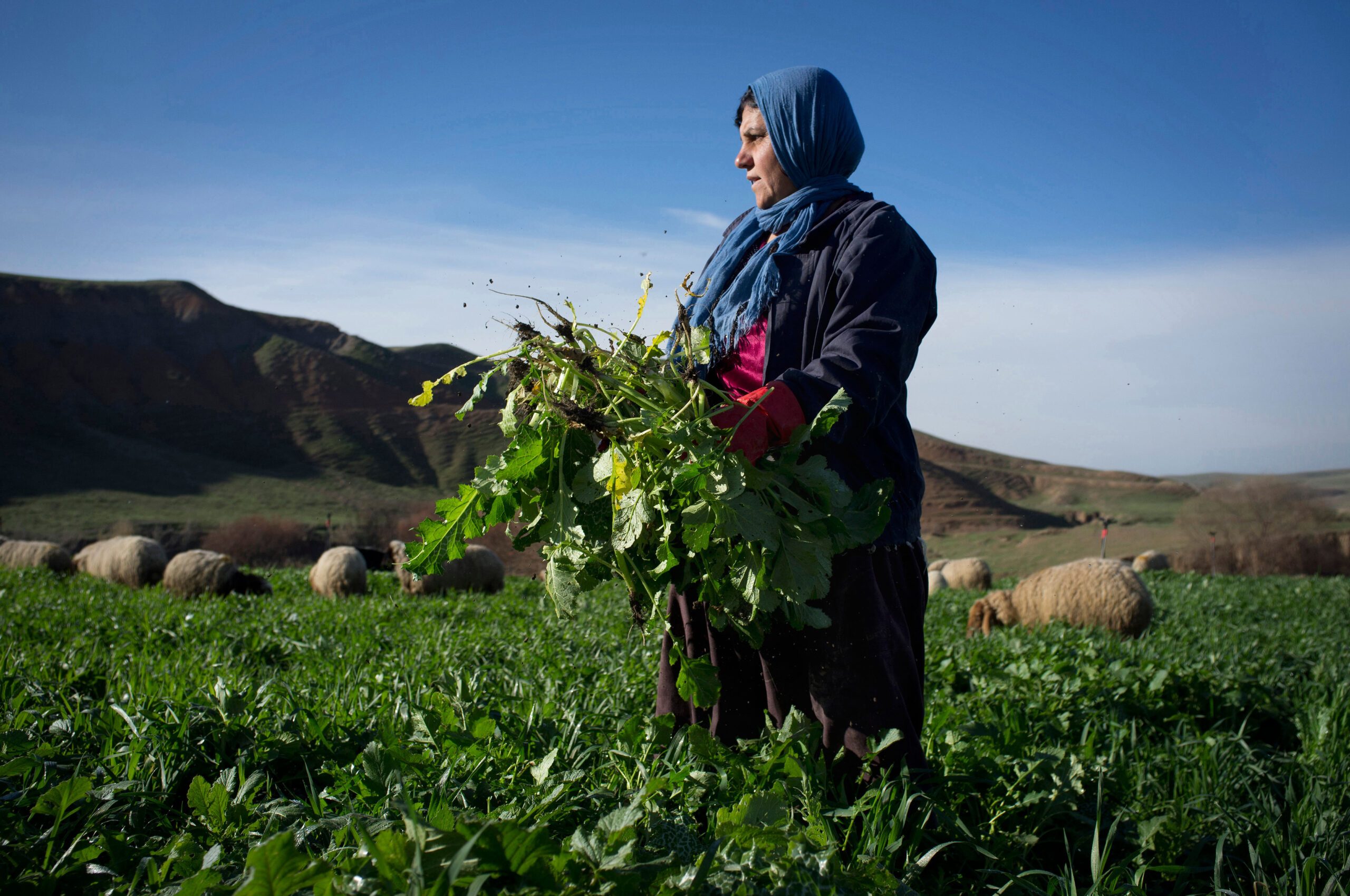 Continued growth in Iraq's non-oil sector is predicted, with a significant contribution from a thriving farming sector