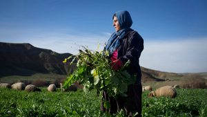 Continued growth in Iraq's non-oil sector is predicted, with a significant contribution from a thriving farming sector