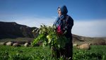 Continued growth in Iraq's non-oil sector is predicted, with a significant contribution from a thriving farming sector