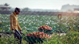 Saudi Arabia and China agree $3.7 billion in deals, strengthening agricultural trade ties and boosting Saudi food security efforts