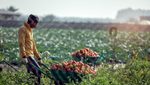 Saudi Arabia and China agree $3.7 billion in deals, strengthening agricultural trade ties and boosting Saudi food security efforts