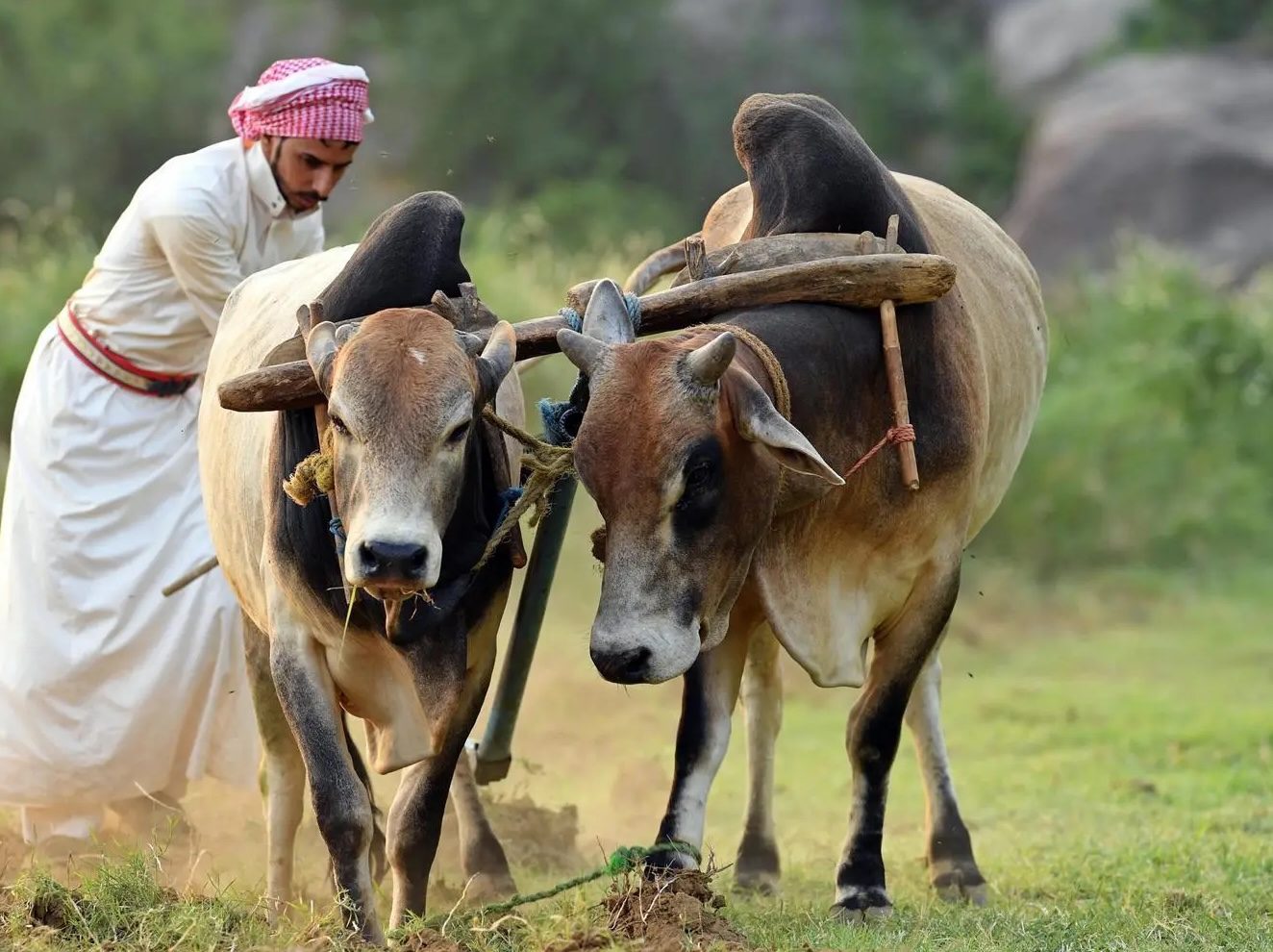 Farmers in Aseer province still use traditional methods in areas inaccessible to modern machinery