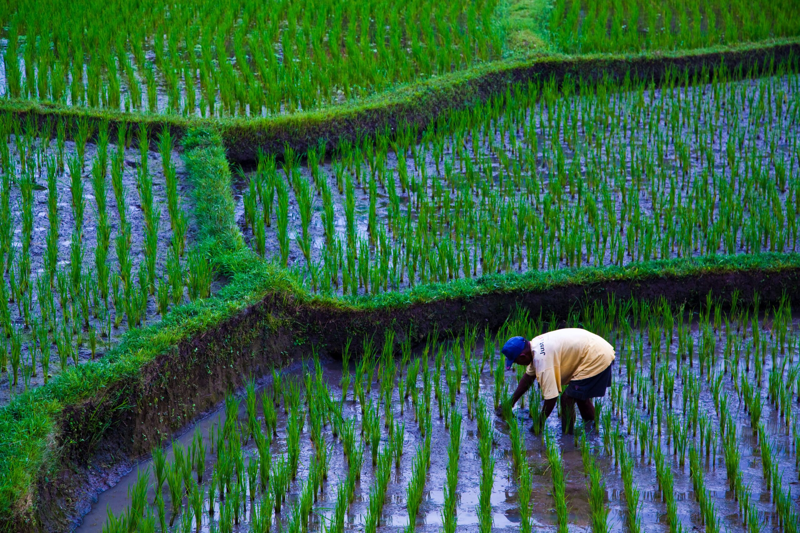Olam Agri PIF, Olam Agri Holdings Salic
