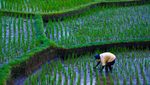 Olam Agri PIF, Olam Agri Holdings Salic