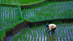 Olam Agri PIF, Olam Agri Holdings Salic